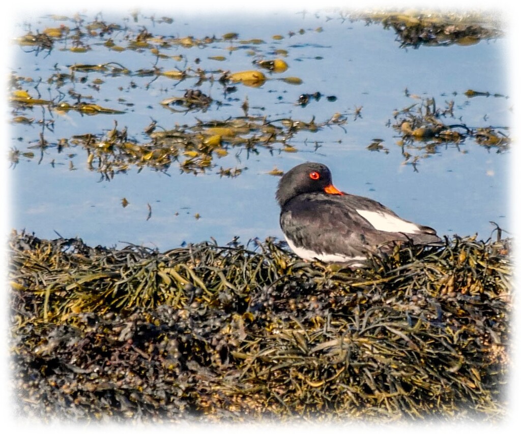 Oystercatcher by carolmw