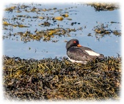 29th May 2025 - Oystercatcher