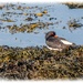 Oystercatcher