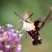 Hummingbird Moth by marylandgirl58