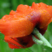 Rainy Day Poppy by seattlite