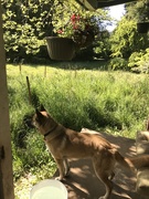 29th May 2025 - Foxy 