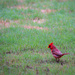 Redbird 