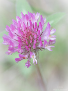 29th May 2025 - Red clover