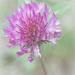 Red clover by helstor365
