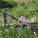 Wildflowers by the fence by mittens
