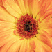 Gerbera Daisy by k9photo