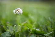 29th May 2025 - White Clover