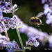 Just buzzing by nigelrogers