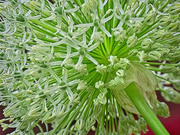 29th May 2025 - Under the Allium