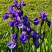 Purple Iris