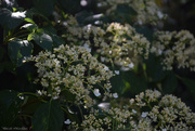22nd May 2025 - Hydrangea petiolaris