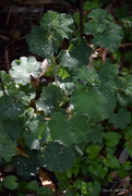 23rd May 2025 - Alchemilla mollis