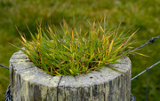 29th May 2025 - Fence Top Garden