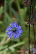 24th May 2025 - Nigella damascena