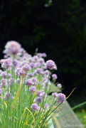 25th May 2025 - Allium schoenoprasum 