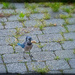 Perky Jay