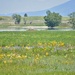 NoMowMay Wildflowers 