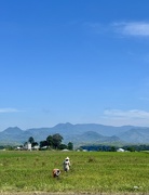 30th May 2025 - In the rice field. 
