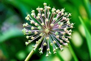 29th May 2025 - Explosive Allium