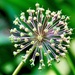 Explosive Allium by carole_sandford