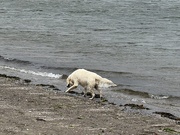 29th May 2025 - A happy dog