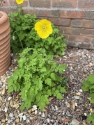 2nd May 2025 - Yellow poppy
