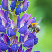 29th May 2025 - Pollinator