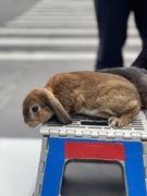 29th May 2025 - Bunny and the city 