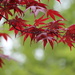 In Full Leaf by 365projectorgheatherb