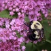 Bee and Flower by marylandgirl58