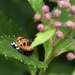 Baby Lady Bug?  by marylandgirl58