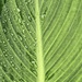 Half and half Canna Lily Leaf by marylandgirl58
