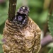 Jumping Spider and Egg Sack by marylandgirl58