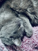 29th May 2025 - Mishka’s afternoon nap