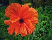 29th May 2025 - Pretty Poppy