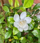 30th May 2025 - My First Gardenia