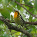 Blackburnian Warbler by annepann
