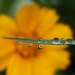 Raindrops by fayefaye