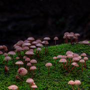 29th May 2025 - Fungi Half and Half