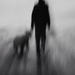 Black dog walking 