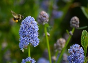 29th May 2025 - 5-29-25 Busy, Busy Bee