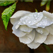 We had a few days of rain by ludwigsdiana