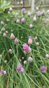 29th May 2025 - Chives