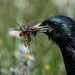 The banquet by stevejacob