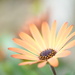 Dreamy daisy~~~ by ziggy77