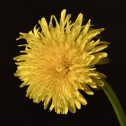 30th May 2025 - Dandelion Flowers Are Photogenic Too P5304408
