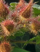 30th May 2025 - Dewy Wineberry