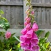 Foxglove  by boxplayer