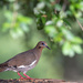 White-winged Dove
